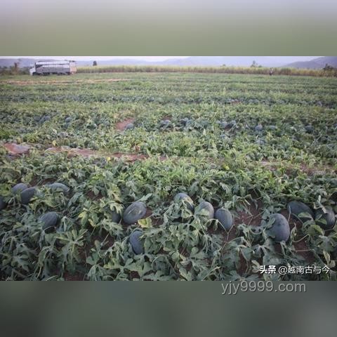 中国游客涌向越南：与热门旅游地的对比分析